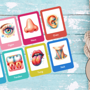 Flashcards Lichaam – Printable PDF (20 kaarten)