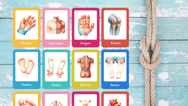 Flashcards Lichaam – Printable PDF (20 kaarten) - Afbeelding 2