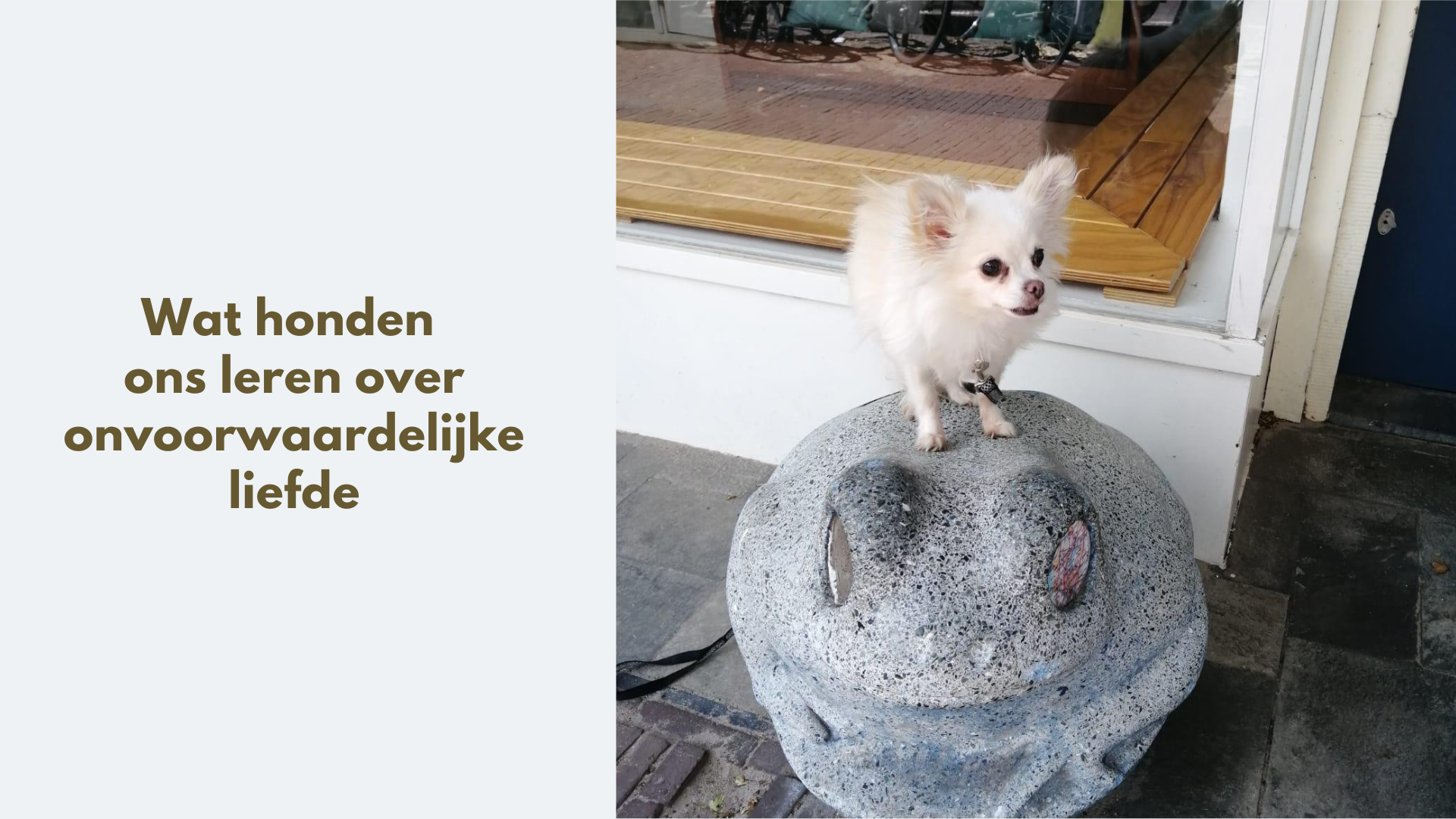Wat we leren van honden over onvoorwaardelijke liefde